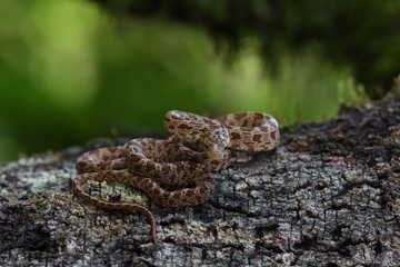 Green Ratsnake