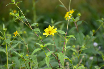 Closeup view of yellow flower Woodland sunflower (Helianthus divaricatus) in the garden