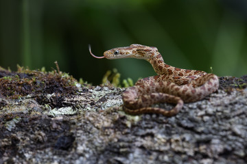 Green Ratsnake flick tongue