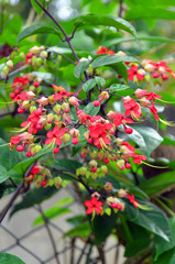 Obraz premium red and white flowers