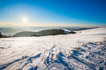 Beautiful bewitching view of the pine and spruce