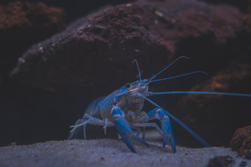 Beautiful aquarium with tropical fish, cichlids, crayfish, panda fish and rock