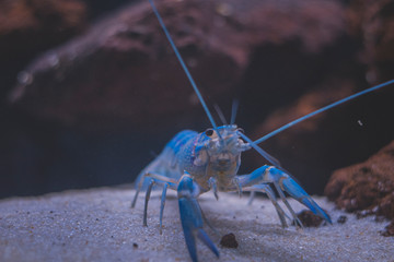 Beautiful aquarium with tropical fish, cichlids, crayfish, panda fish and rock