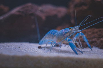 Beautiful aquarium with tropical fish, cichlids, crayfish, panda fish and rock