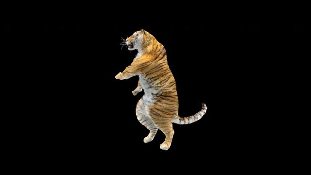 Tiger Dancing, 3d rendering, animal realistic, cartoon, Animation Loop,  Included in the end of the clip with Alpha matte.