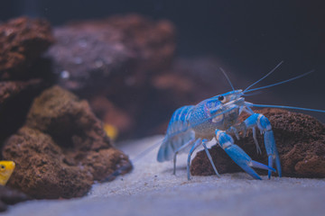 Beautiful aquarium with tropical fish, cichlids, crayfish, panda fish and rock