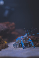 Beautiful aquarium with tropical fish, cichlids, crayfish, panda fish and rock