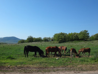 Horse herd in field, mare and foal grazing in horse farm