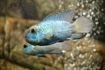 tropical fish in aquarium