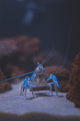 Beautiful aquarium with tropical fish, cichlids, crayfish, panda fish and rock