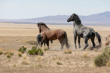 Naklejka na ściany i meble Wild Horse Stallions Fighting in the Utah Desert