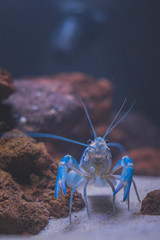 Beautiful aquarium with tropical fish, cichlids, crayfish, panda fish and rock