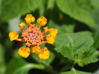 オレンジの花のクローズアップ