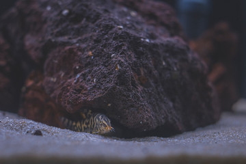 Beautiful aquarium with tropical fish, cichlids, crayfish, panda fish and rock