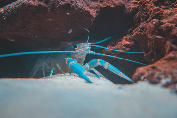 Beautiful aquarium with tropical fish, cichlids, crayfish, panda fish and rock