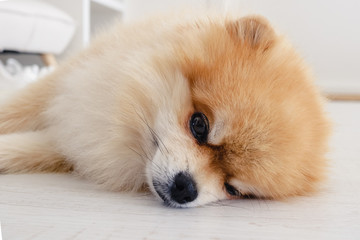 Fototapeta na wymiar A red sleepy pomeranian dog lying on the floor looking away with one eye closed in a modern interior room