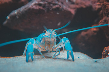 Beautiful aquarium with tropical fish, cichlids, crayfish, panda fish and rock