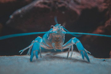 Beautiful aquarium with tropical fish, cichlids, crayfish, panda fish and rock