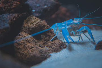 Beautiful aquarium with tropical fish, cichlids, crayfish, panda fish and rock