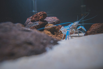 Beautiful aquarium with tropical fish, cichlids, crayfish, panda fish and rock