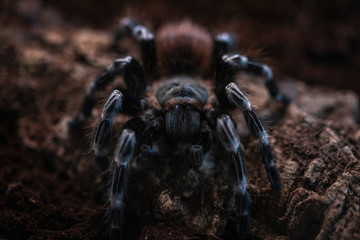Macro photo of a large tarantula spider