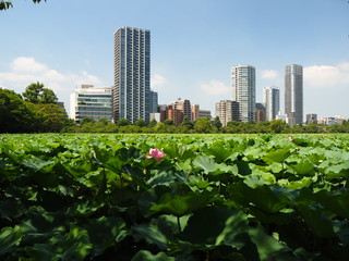 Fototapeta premium 蓮の花がある景色