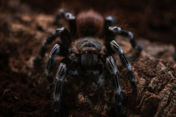 Macro photo of a large tarantula spider