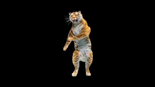 Tiger Dancing, 3d rendering, animal realistic, cartoon, Animation Loop,  Included in the end of the clip with Alpha matte.