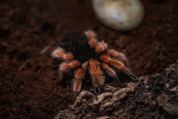 Macro photo of a large tarantula spider