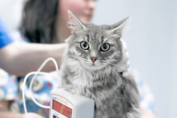 veterinarian measures blood pressure of gray fluffy cat. manipulations in a veterinary clinic. cute...