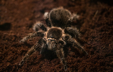 Macro photo of a large tarantula spider