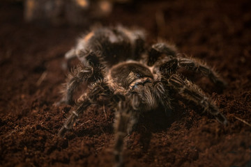 Macro photo of a large tarantula spider