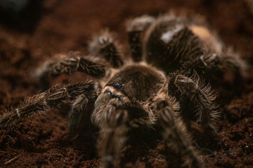 Macro photo of a large tarantula spider