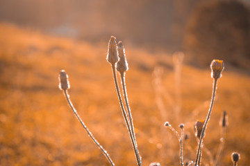 grass in the morning