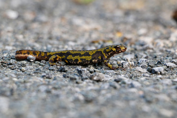 Newt (Triturus marmoratus) on the road in northem Spain. Amphibian black and green