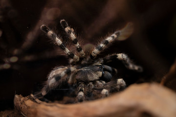 Macro photo of a large tarantula spider