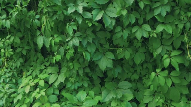 Girlish grapes wall similar to Hops Foliage - Seamless Neutral loop texture background and copy space in High quality FullHD. Beautiful backgrop for Brewery, Gardening or Eco enterprise.