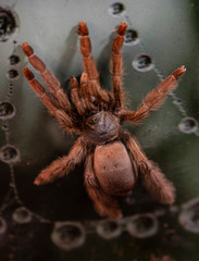 Macro photo of a large tarantula spider