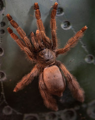 Macro photo of a large tarantula spider