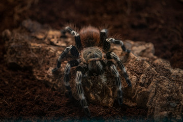 Macro photo of a large tarantula spider