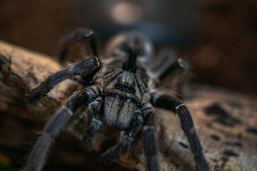 Macro photo of a large tarantula spider
