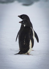 Adelie penguins (Pygoscelis adeliae)