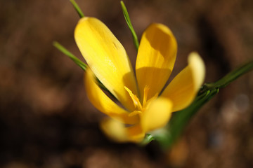 Obraz premium Spring flowers of crocus (saffron) on a background of dark earth