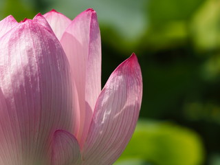 Fototapeta premium ピンクの蓮の花のクローズアップ