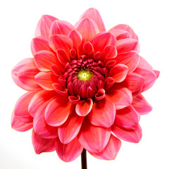 Dahlia flower isolated on white background. Arty, bright red bloom   