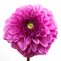 Dahlia flower isolated on white background. Arty, bright pink bloom   