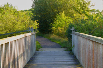 wooden bridge in autumn forest