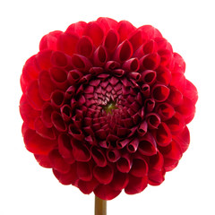Dahlia flower isolated on white background. Arty, bright red bloom   