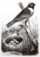 Male cirl bunting, emberiza cirlus in side view sitting on a branch above its nest with five eggs, after an antique illustration from the 19th century
