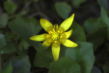 Yellow flowers on a background of shiny green leaves